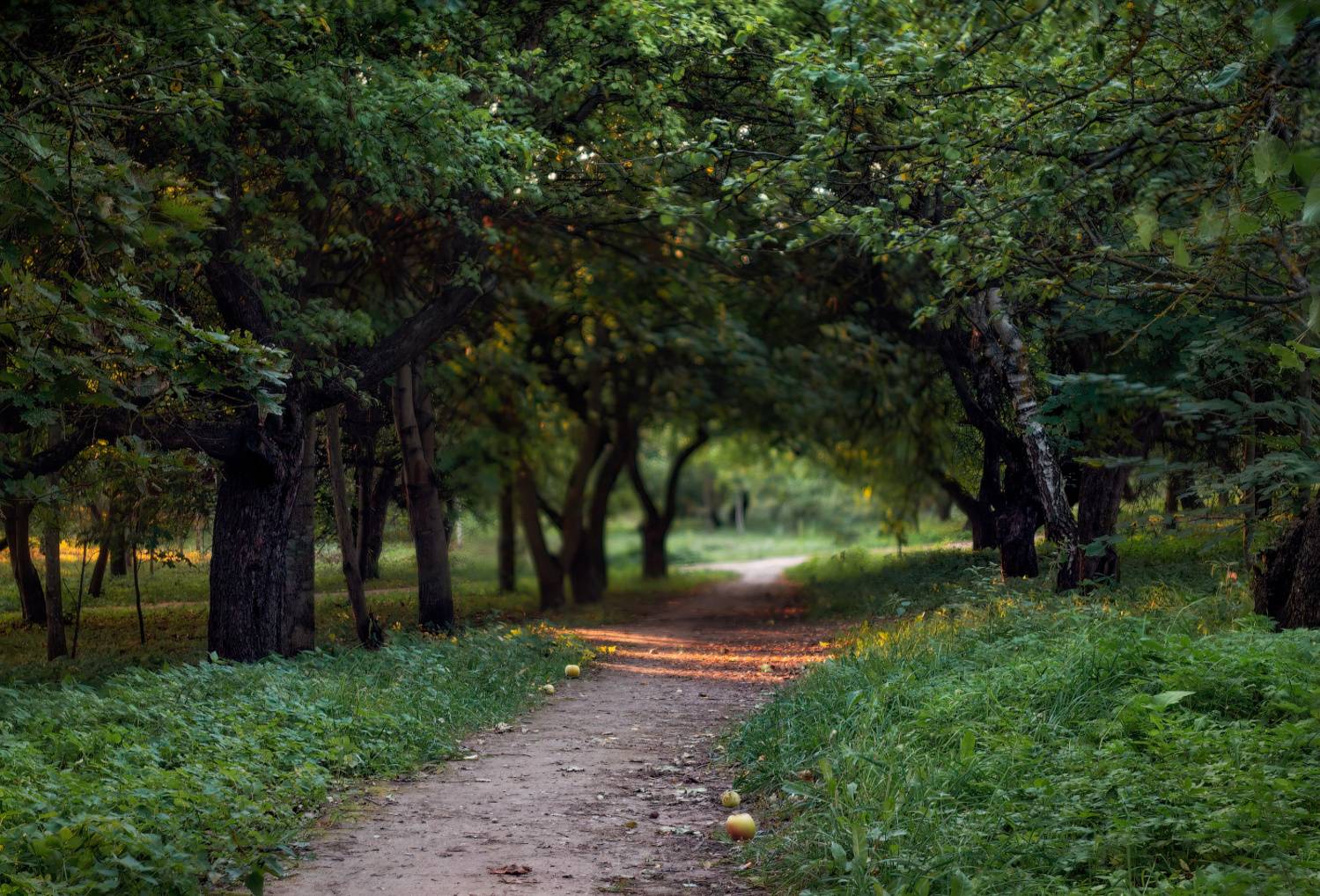 вечер, сад, дорожка, яблоки,, Сергей Шабуневич