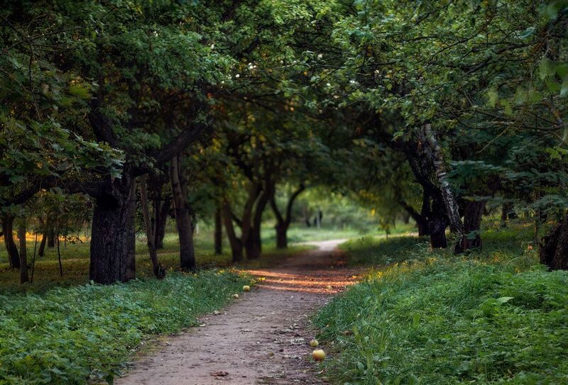 вечер, сад, дорожка, яблоки, Вечерело в саду фото превью