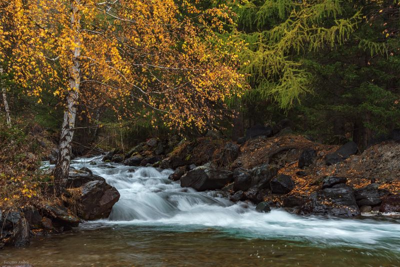 алтай, республика алтай, природа, река ярбалык, осень, золотая осень Речка Ярбалык фото превью