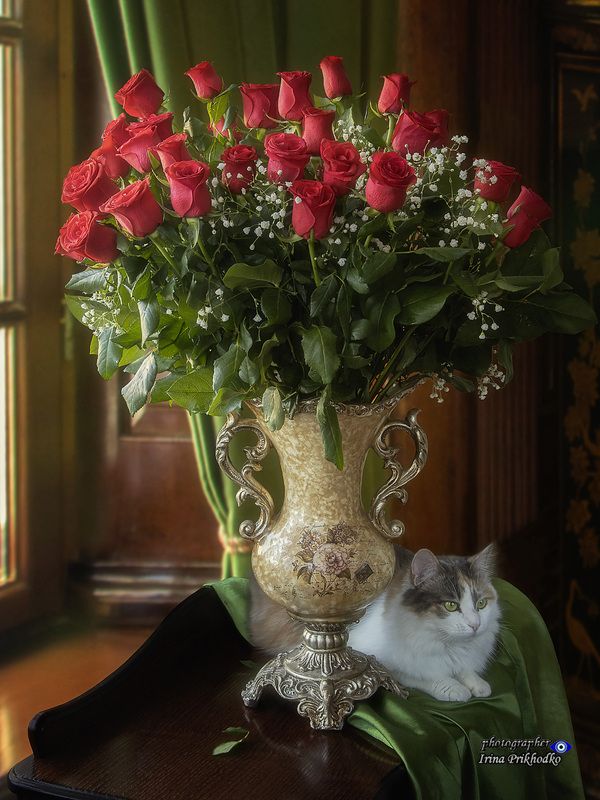 натюрморт, цветы, букеты, животные, кошки, питомцы Роскошный букет роз и нежная кошечка фото превью