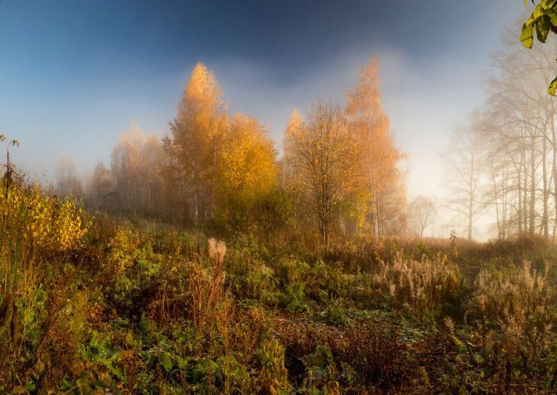 утро, туман, солнце, осень, ярко, деревья, Киров, Вятка, набережная, рассвет, тепло, нежно, береза Осенне утро фото превью