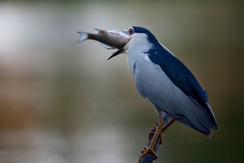 wildlife Проглочу ! фото превью