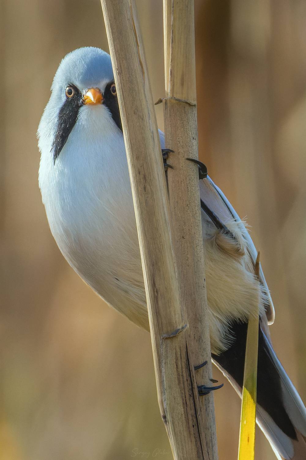 усатая синица, Глебов Сергей