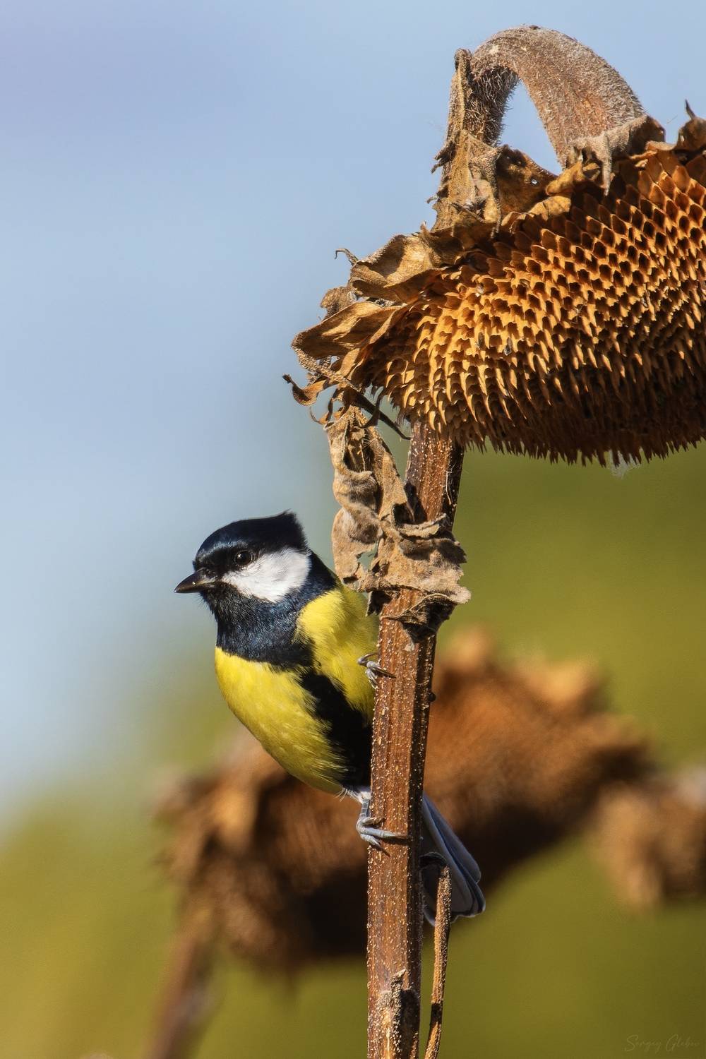 большая синица, Глебов Сергей