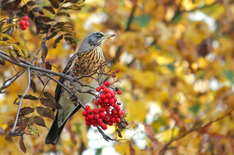 Дрозд-рябинник фото превью