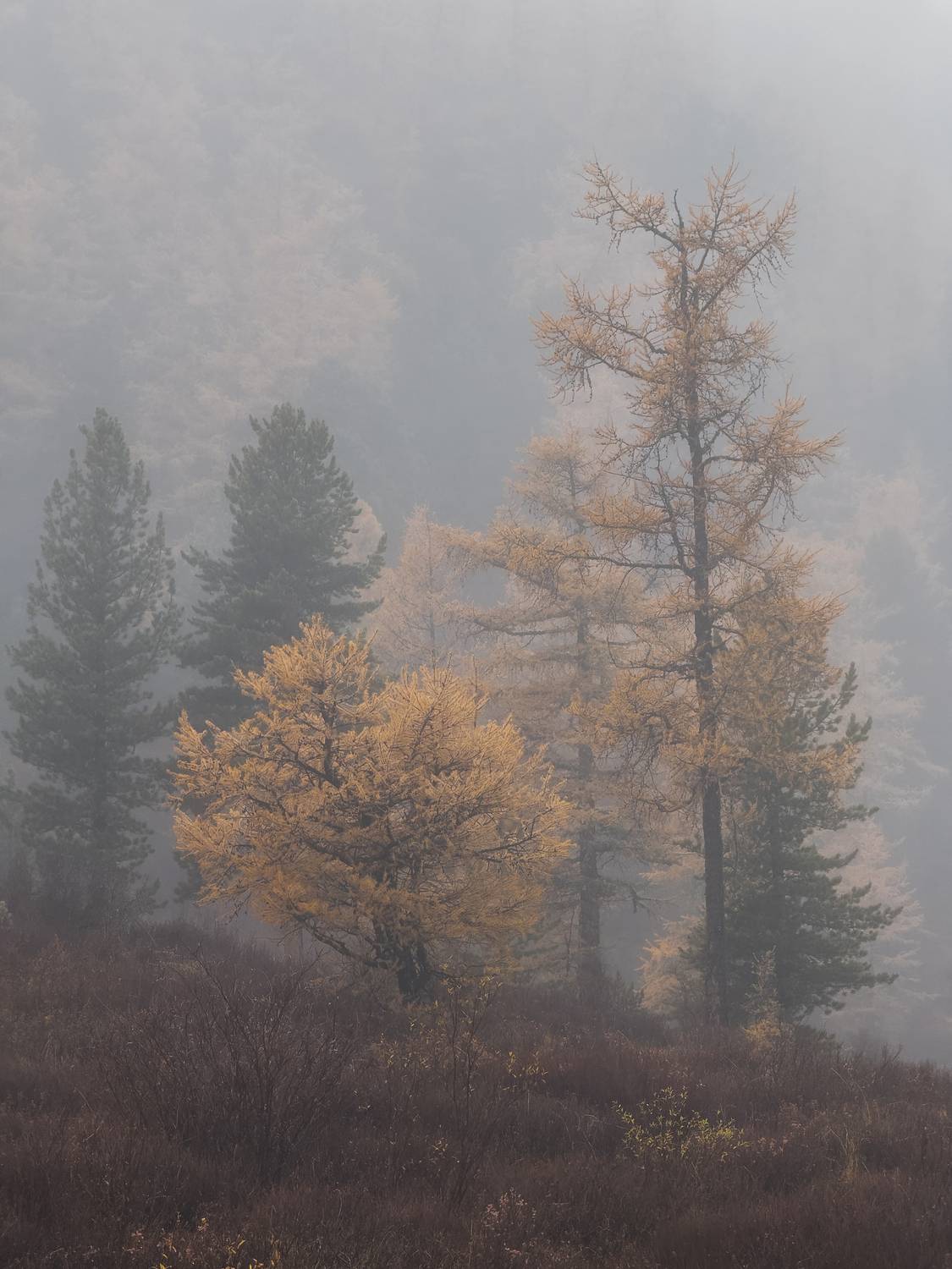 , Oleg Matronitskiy  olegmatr@mail.ru