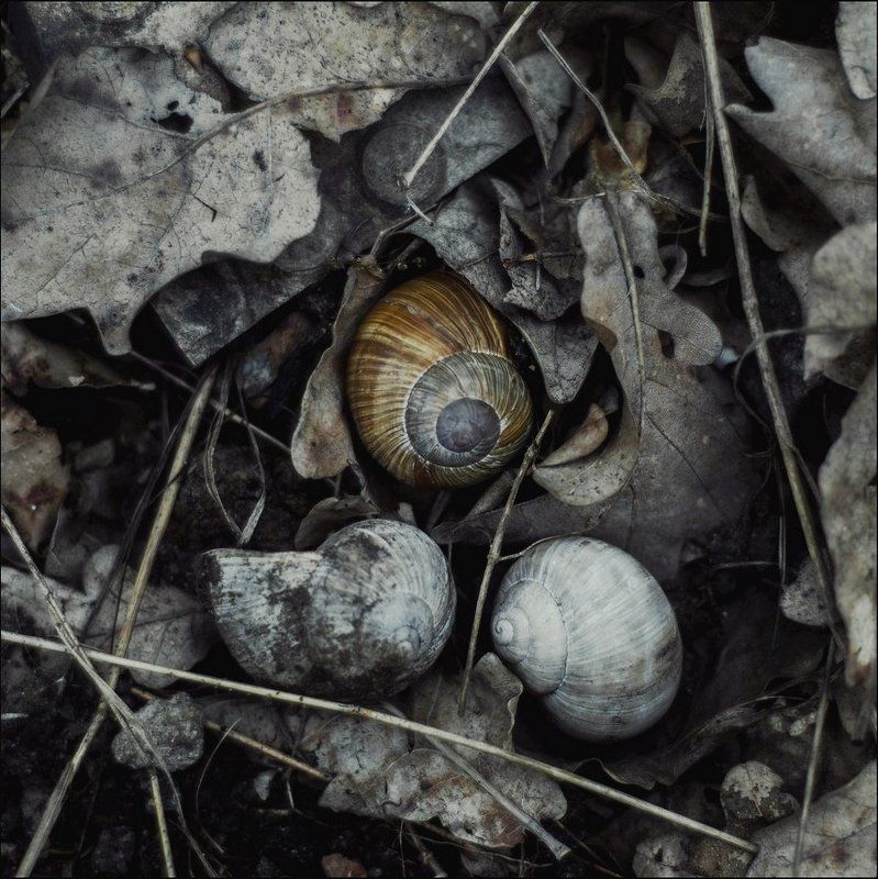 Весна, Деревья, Лес, Природа Между весной и летом фото превью