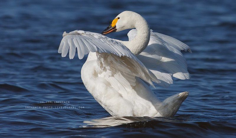 Canon, Wildlife, Wildlife photography, Анималистика, Лебедь, Птицы, Фотоохота Улыбчивый? фото превью