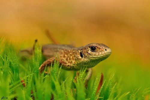 Lacerta agilis