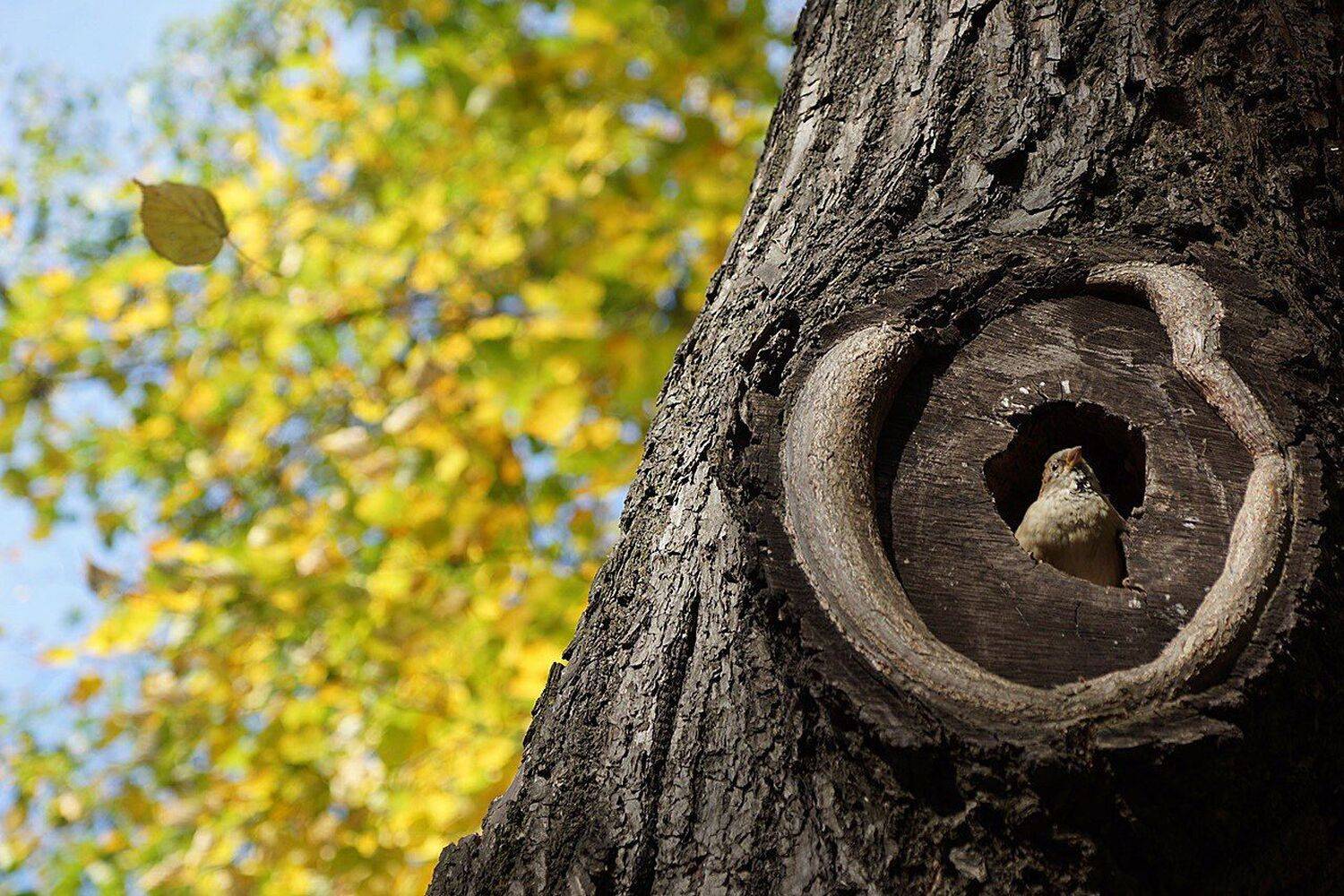 , Петр Косых