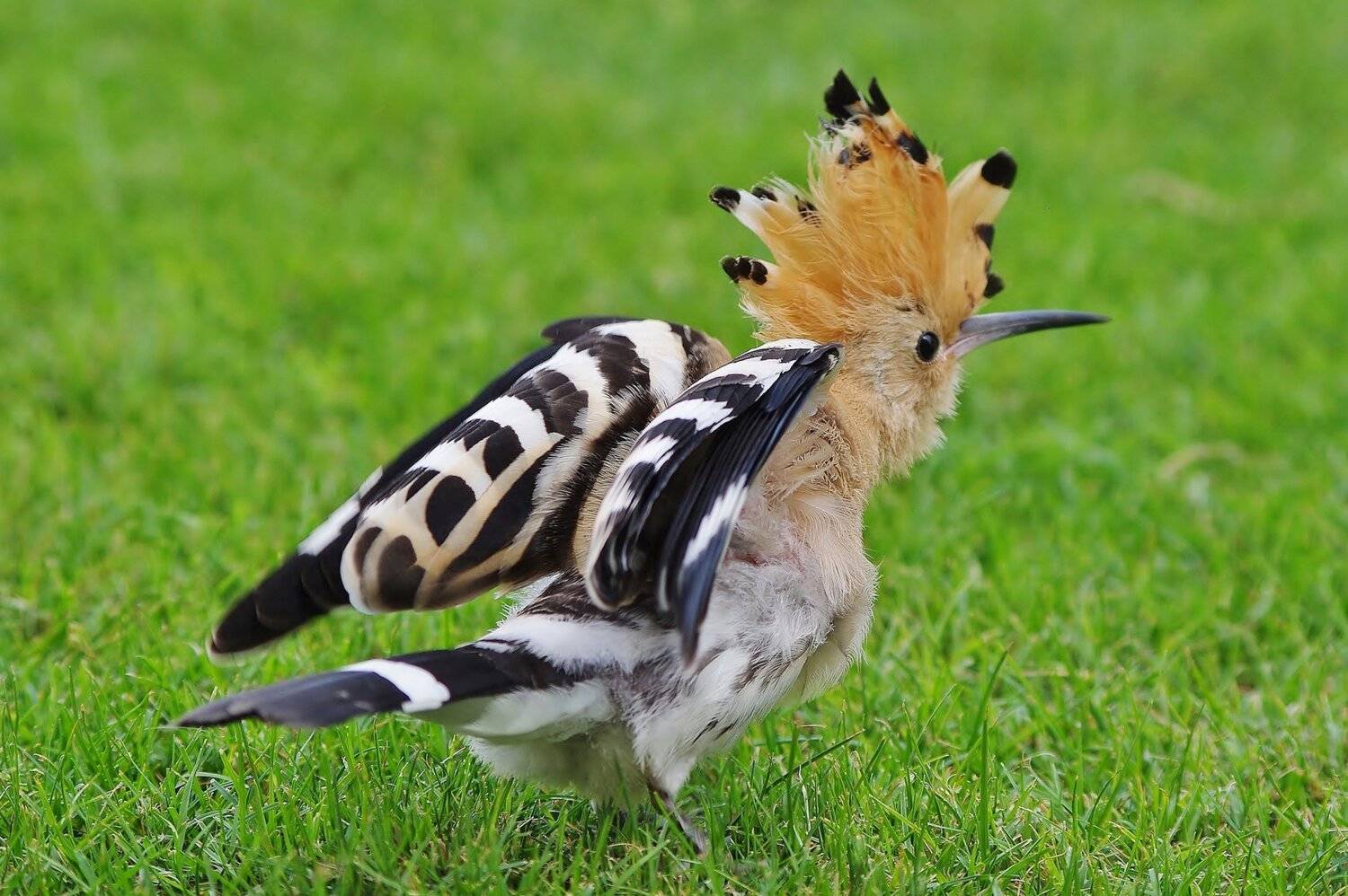 Animals, Birda, Jacek