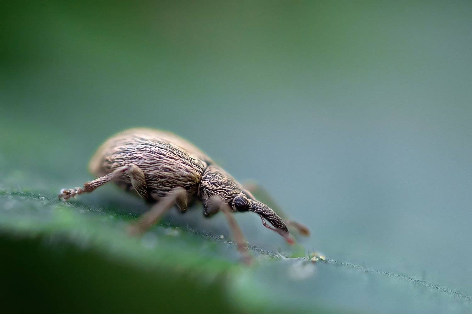 , Эльдар Гуртуев