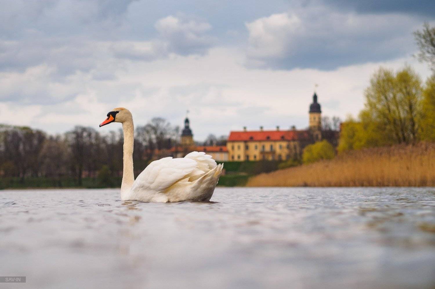 лебедь, замок, пейзаж, Беларусь, Савин Станислав