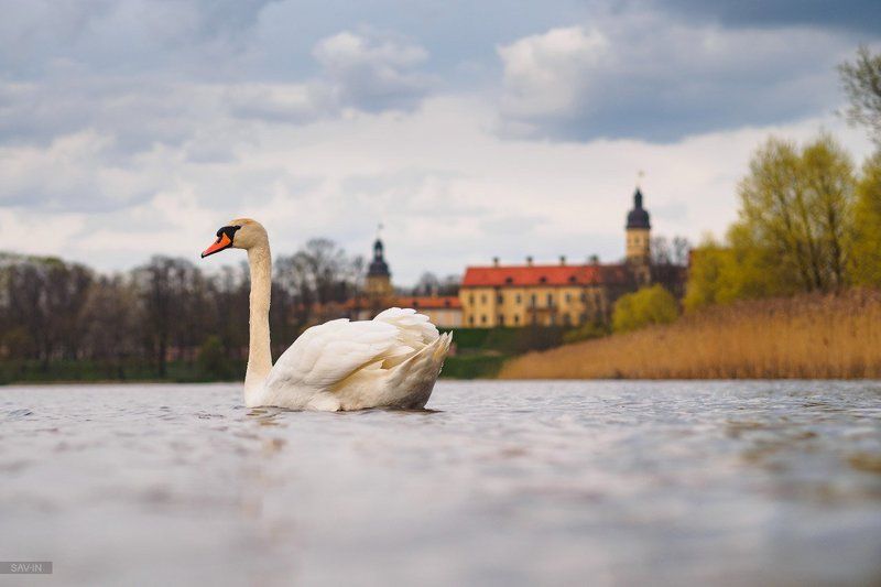 лебедь, замок, пейзаж, Беларусь Пейзаж с лебедем фото превью