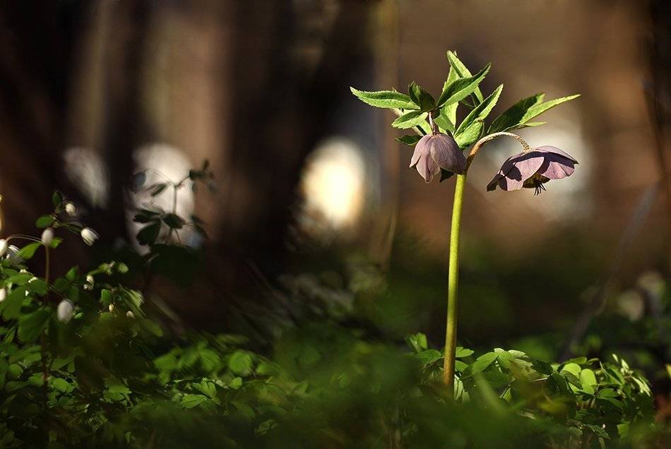 , Иваненко Светлана