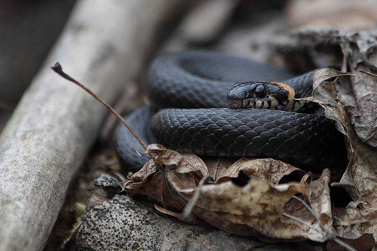 , Шангареев Марс