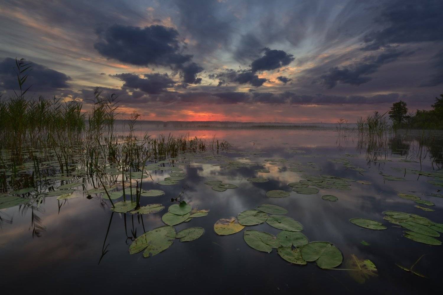, Максим Евдокимов ( www.wildphotorus.ru )