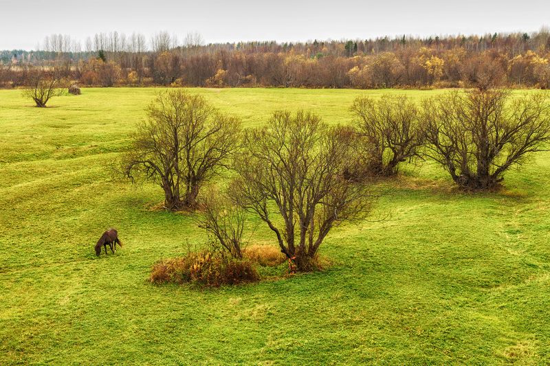 осень, деревья, луг, трава, лес, лошадь, пасется Старые ветлы фото превью