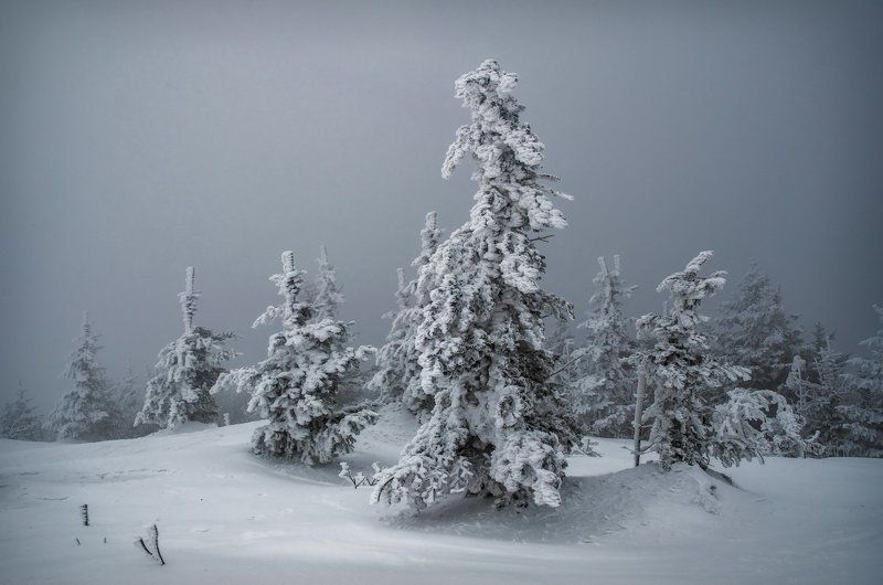 Ёлки, снег, туман, зима, Приморский край Замёрзшие фото превью