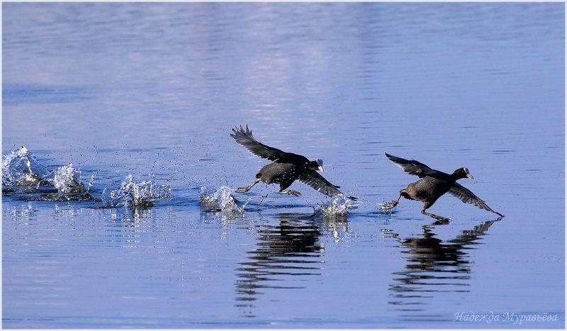 Fulica atra, Лысуха - Ой, догоню-догоню-ю !!! фото превью