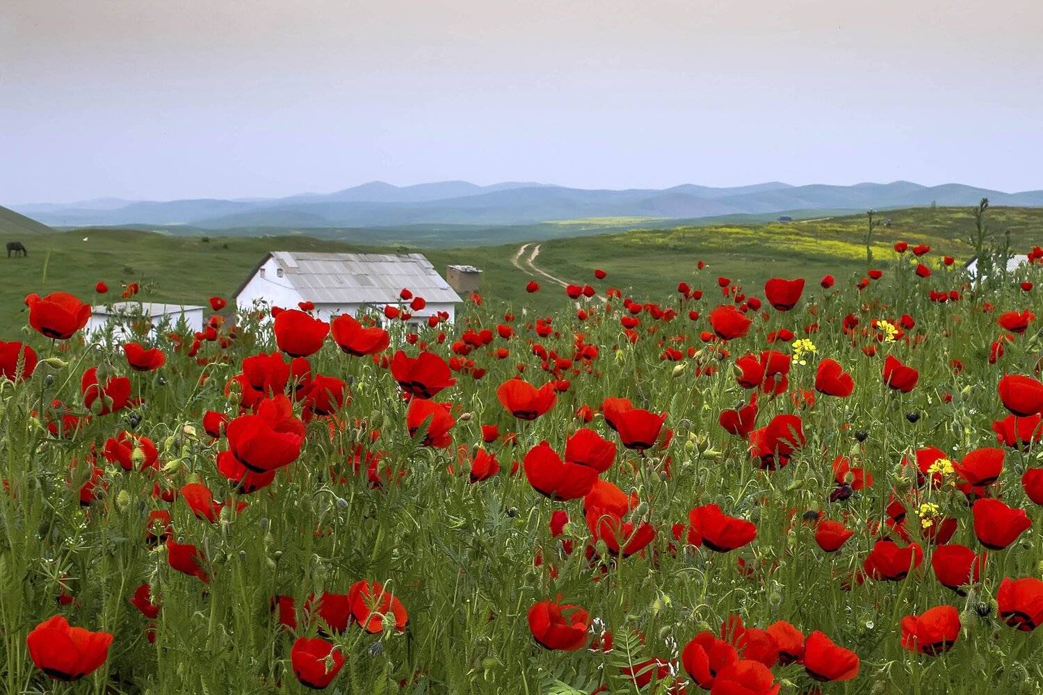 , Andrey  Prohozhy