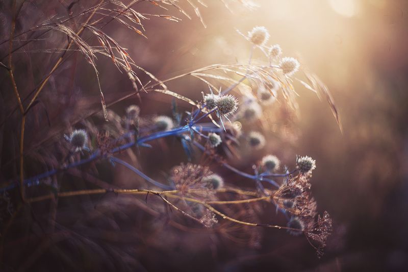 чертополох фото превью