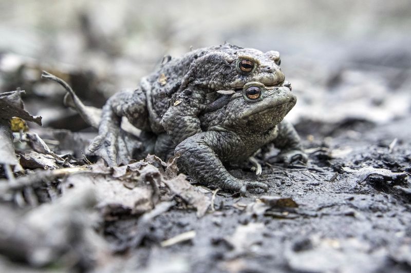 Жизнь на нашем болоте... фото превью