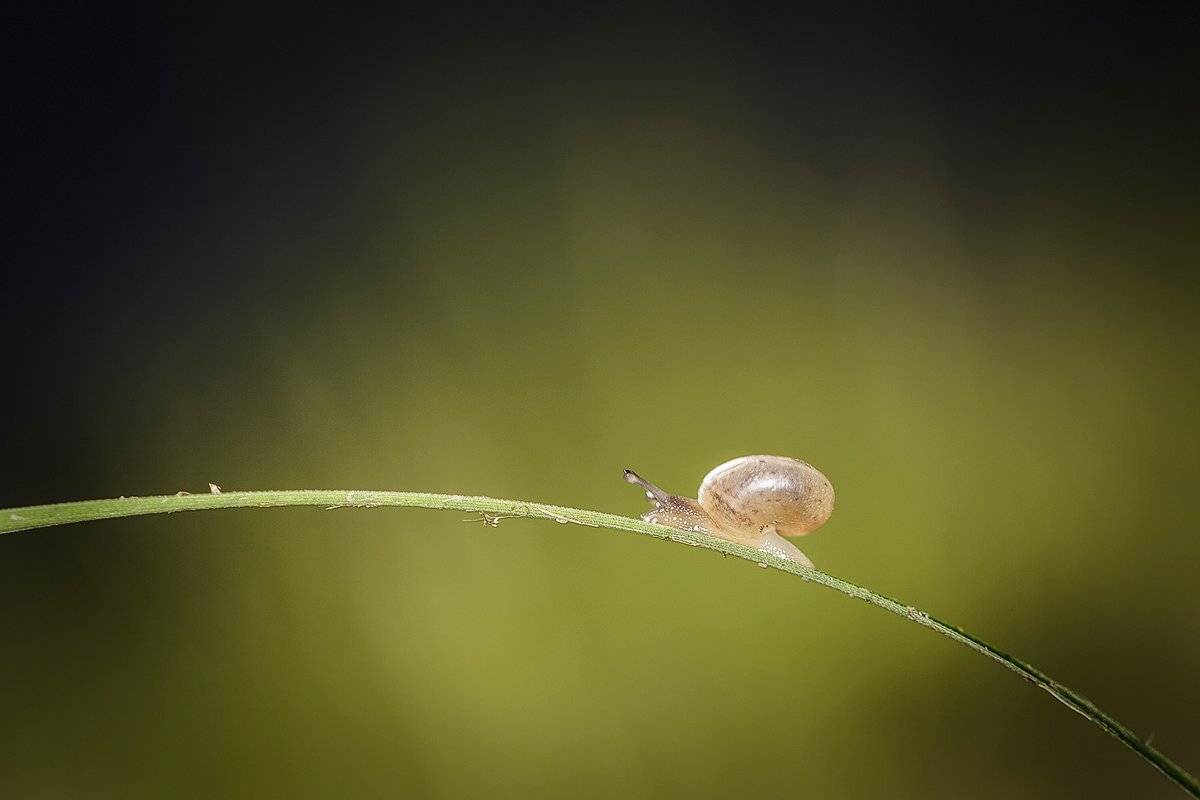 , Nicolae Fanurie Chirobocea