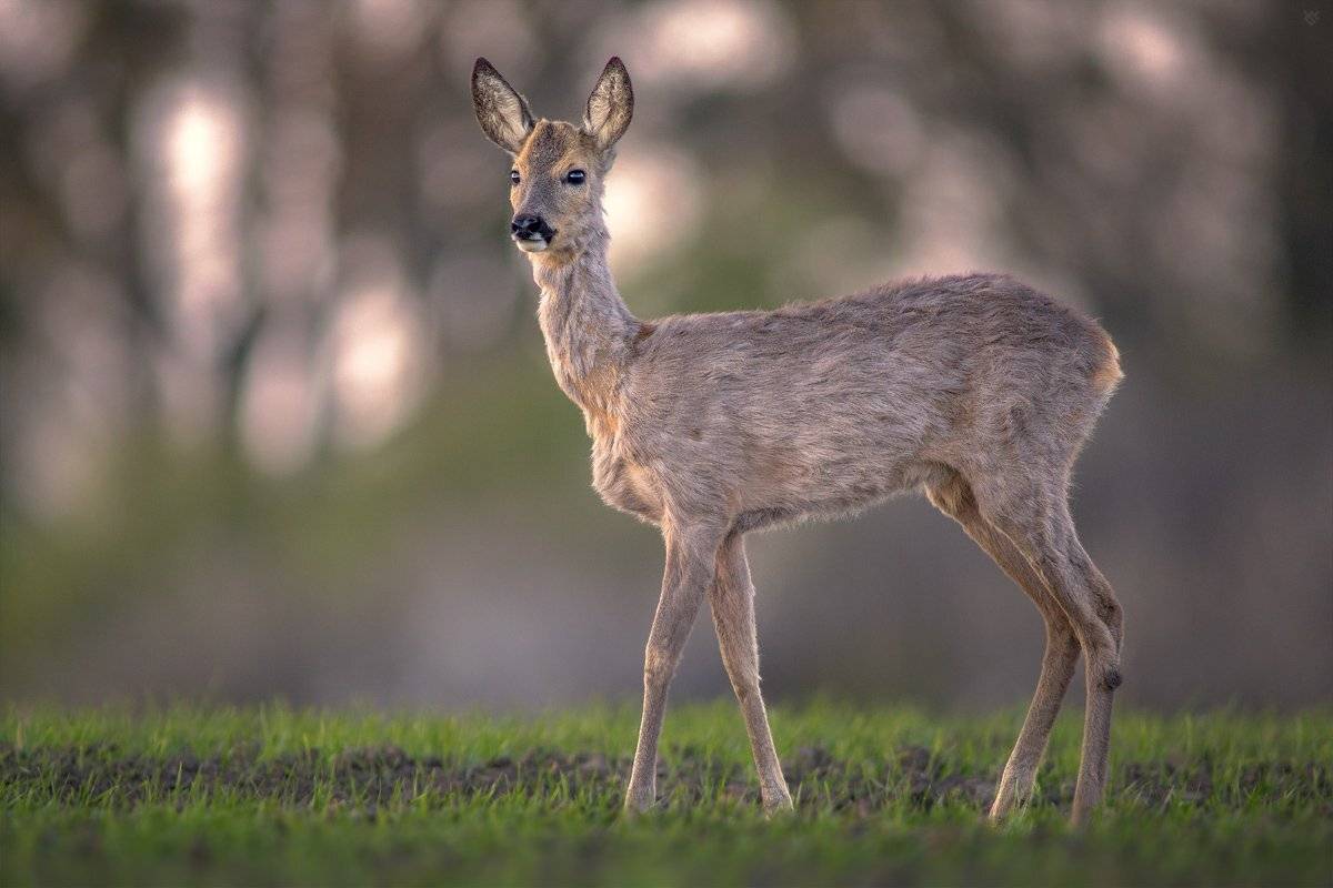 roe-deer,wildlife,animal, Wojciech Grzanka