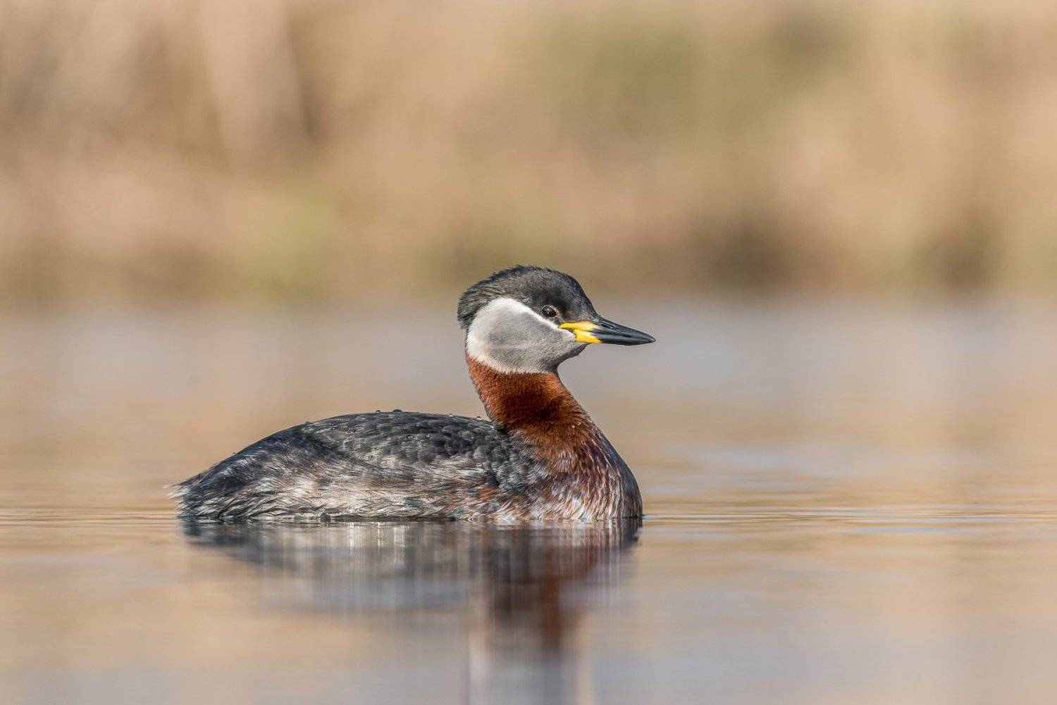 aves, birds, grebes, podiceps, podiceps grisegena, ptaki, red-necked grebe, perkoz rdzawoszyi, Dominik Chrzanowski