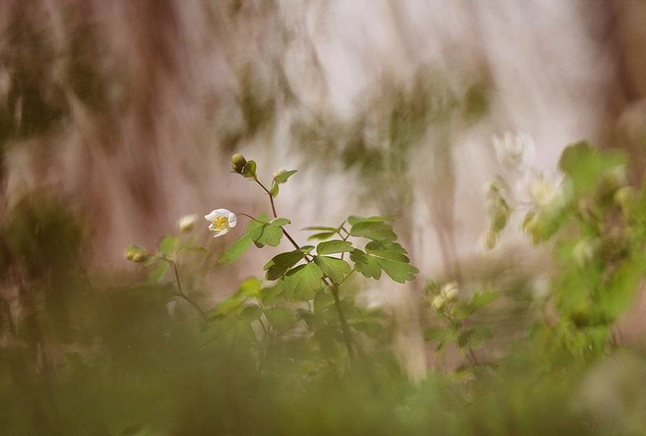, Иваненко Светлана