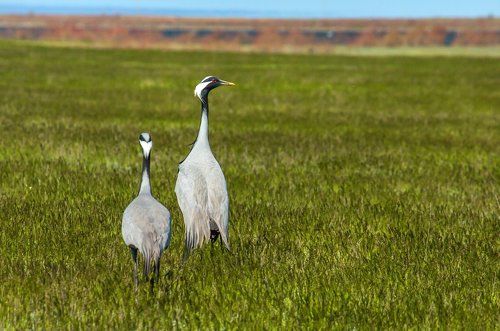Журавль-красавка, или весенний танец.