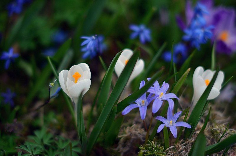 Весенняя акварель фото превью