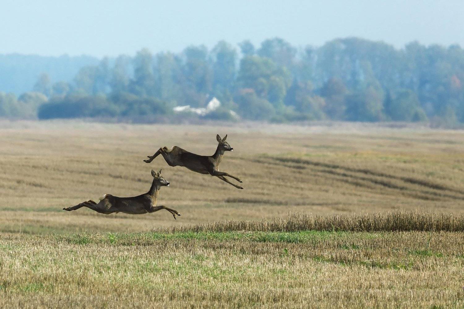 , Алексей Шандуров