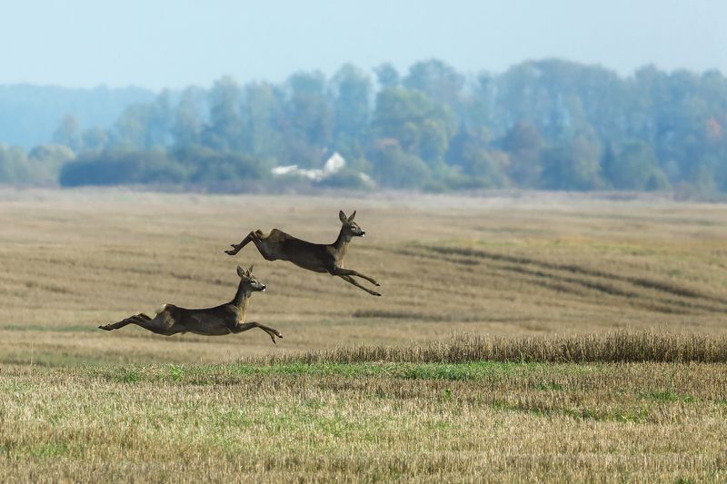 Косули мимо пролетали фото превью