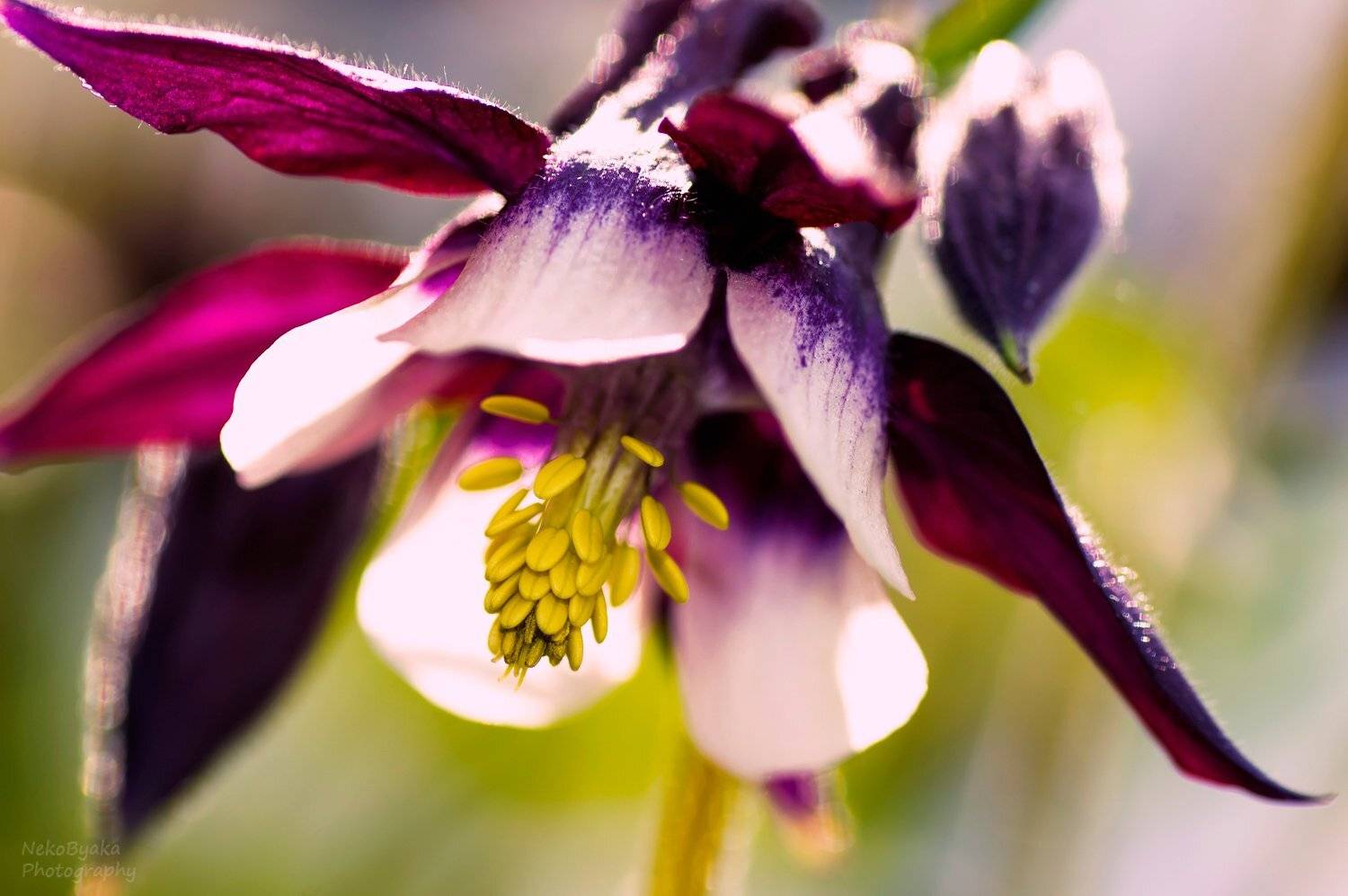 аквилегия, растения, цветы, природа, лето, plants, flowers, nature, summer, водосбор, Aquilegia, Тараненко Анжелика