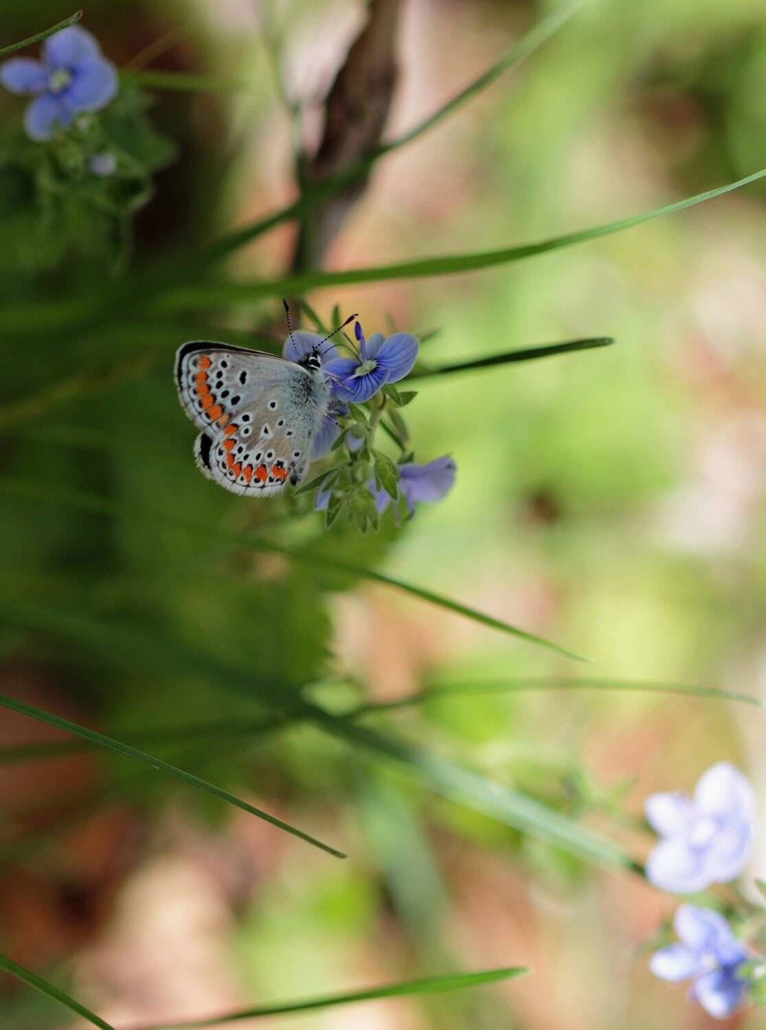 macro,nature,natural,butterfly, Naiden Bochev