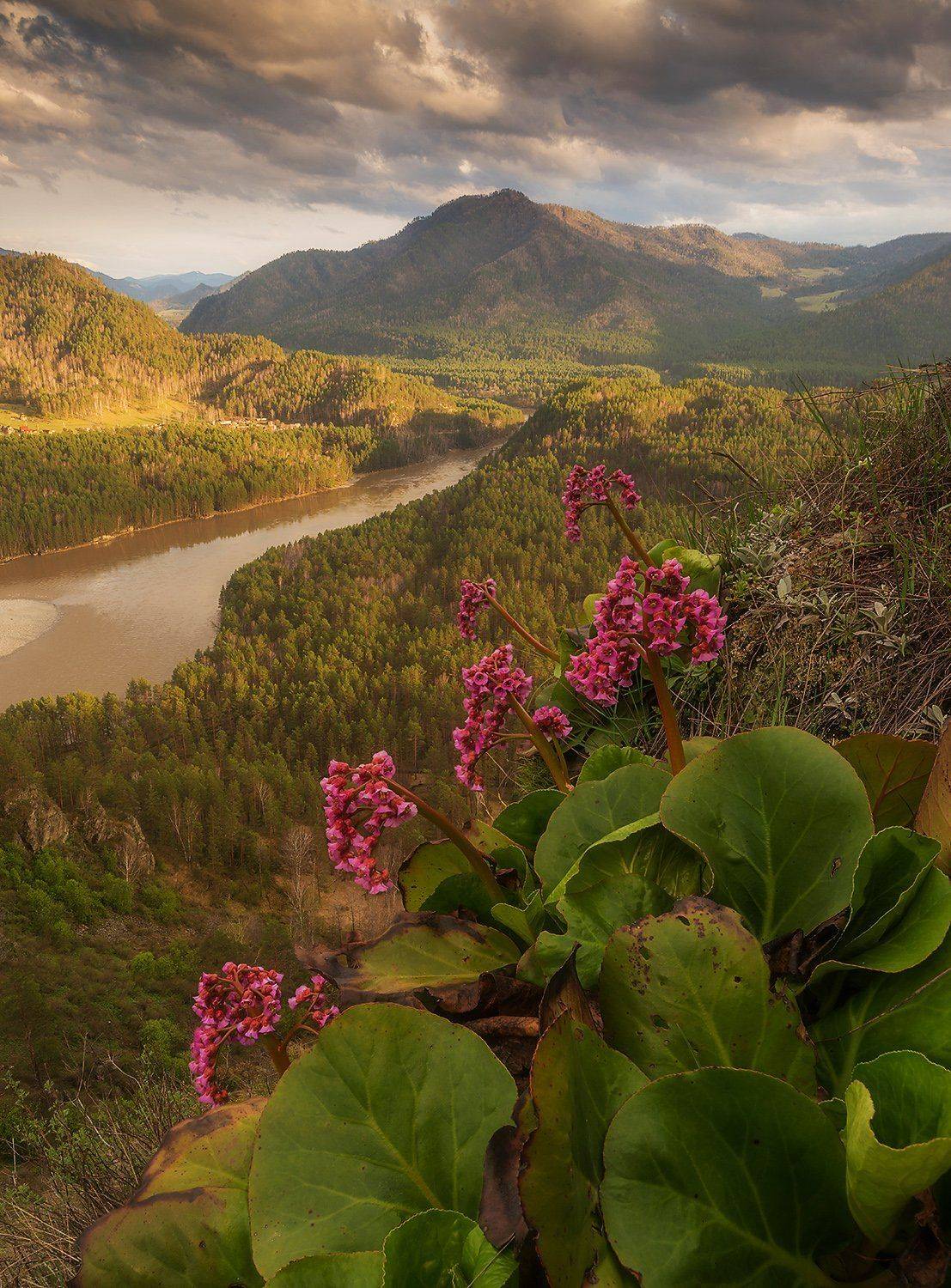 Altai, Siberia, Алтай, Бадан, Катунь, Сибирь, Павел Филатов