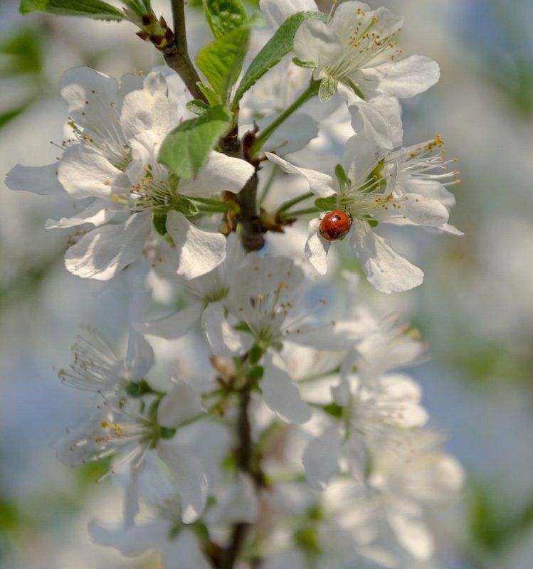 *** фото превью