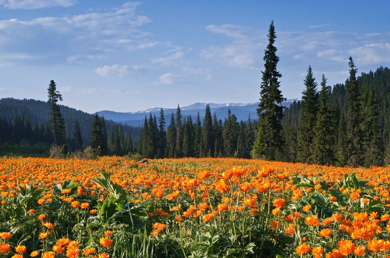 ...Цветение... фото превью