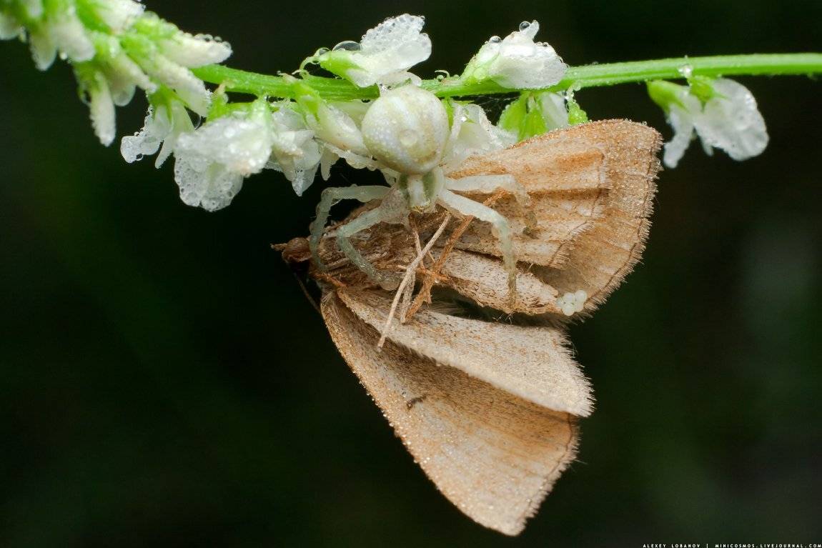 , Алексей Лобанов