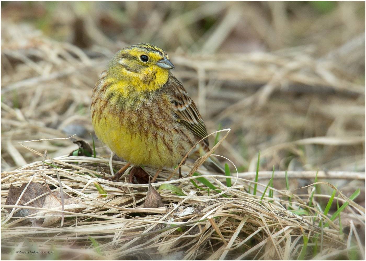 Овсянка, Талдомский район, Валерий Субачев