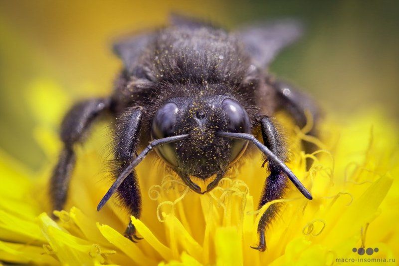 макро, пчела плотник, насекомые, желтый, весна, одуванчик, macro insomnia, macro, insect, кирилл кривошеев, bee Пчела-плотник фото превью