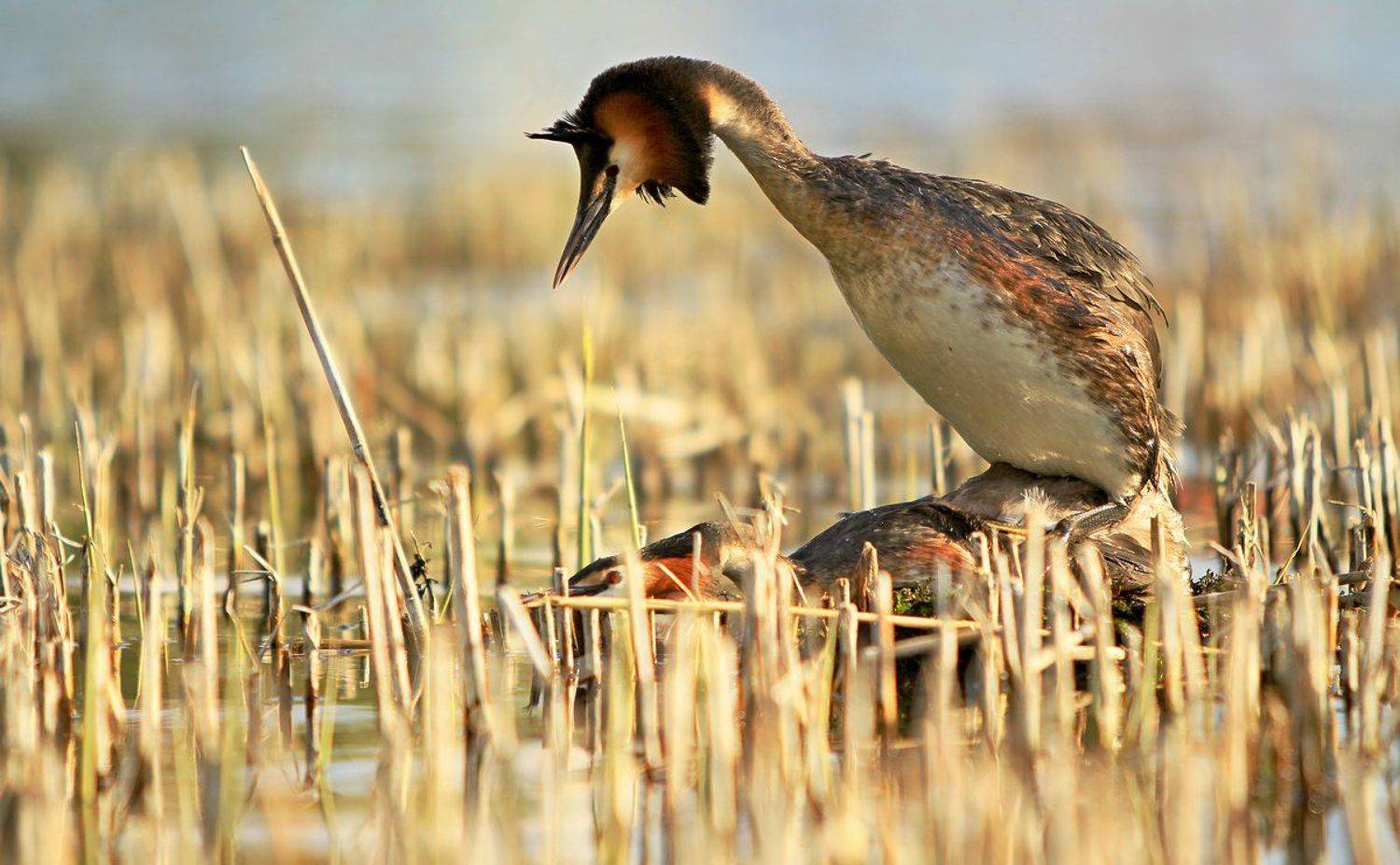 , Grzegorz Przyborowski