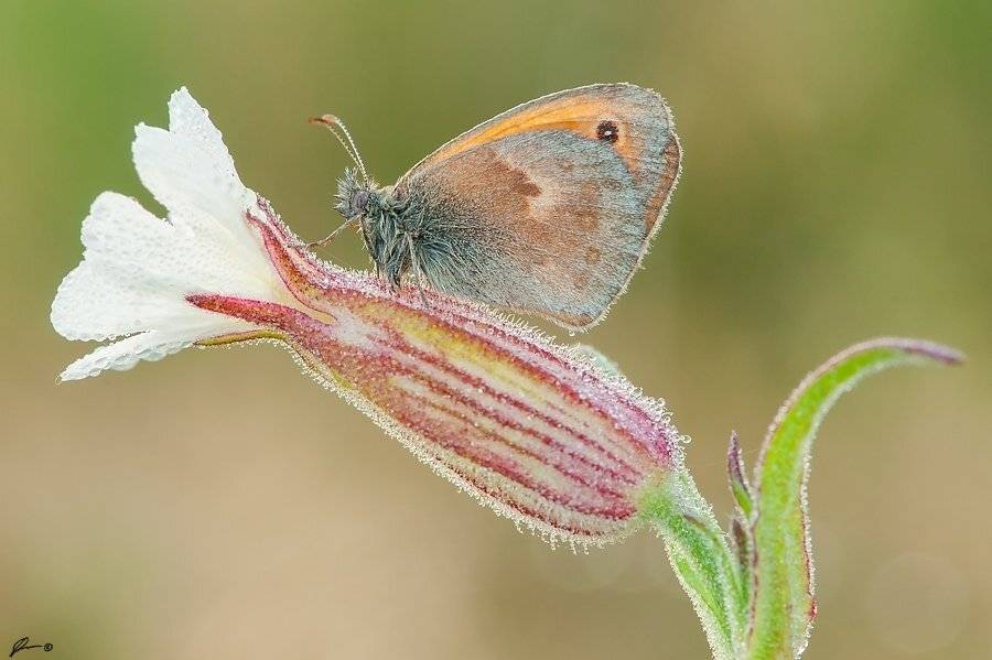 Butterfly, Insect, Macro, Makro, Nature, Mariusz Oparski