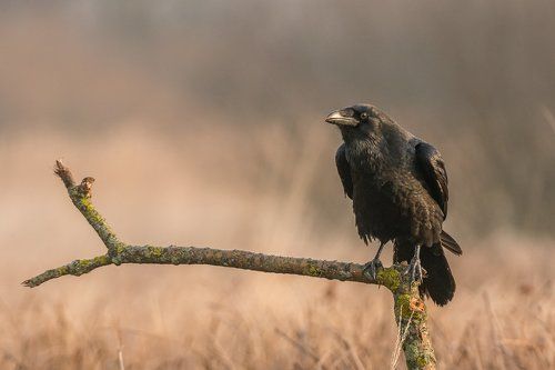 Common Raven
