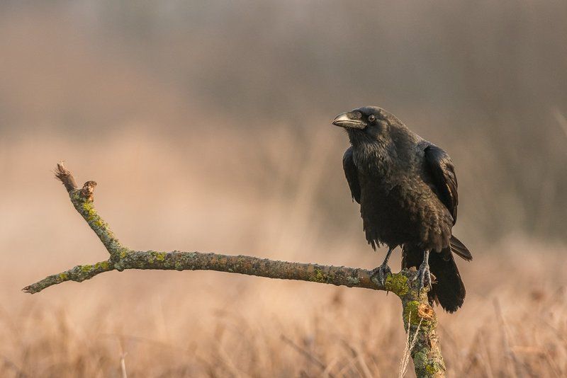 aves, birds, common raven, corvus corax, ptaki, kruk Common Raven фото превью