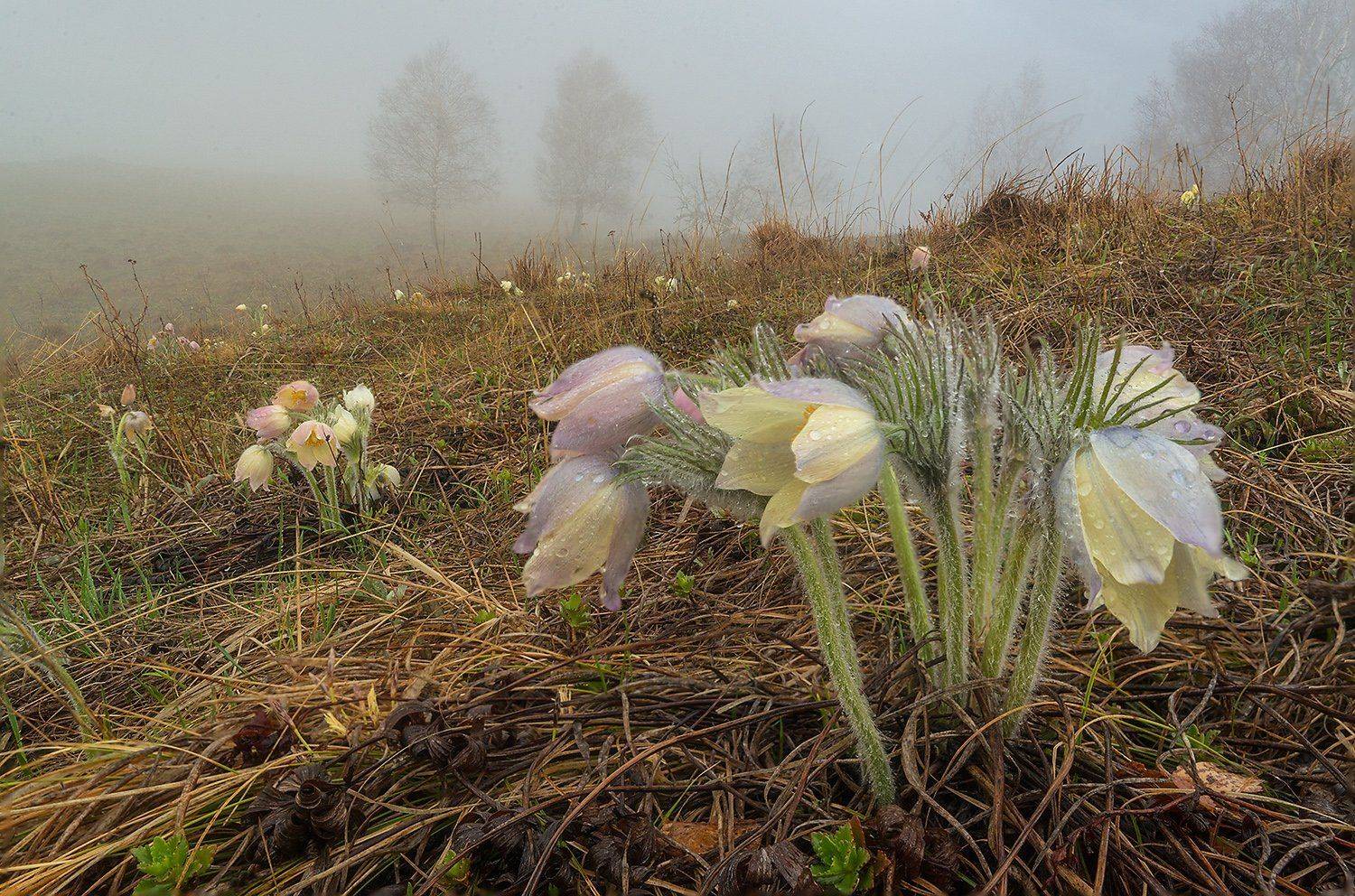 Altai, Altai krai, Siberia, Алтай, Предгорья, Сибирь, Сон-трава, Павел Филатов