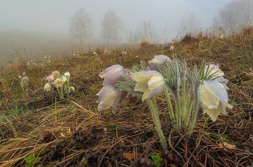 Дрёма сон-травы