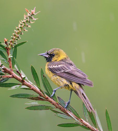 Oriole. Балтиморская иволга или Балтиморский цветной трупиал.